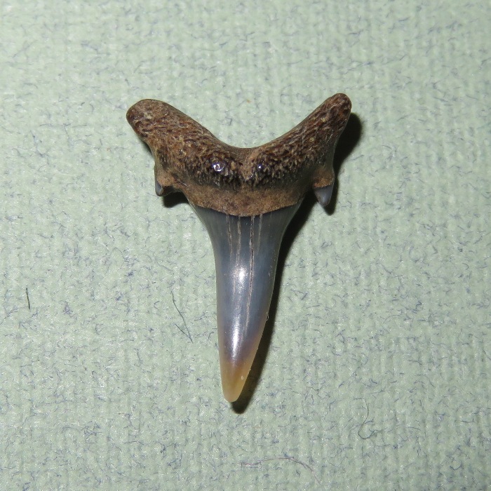 Sand shark tooth fossil