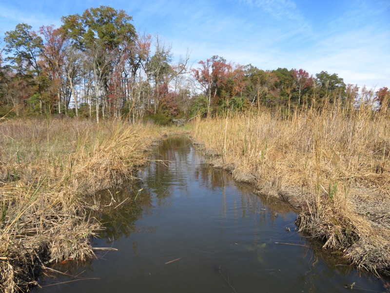 Grass-lined, narrow, waterway leading to the treeline