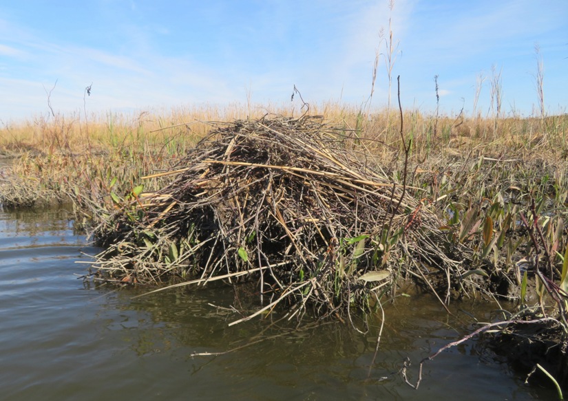 Muskrat mound