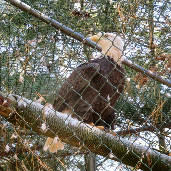 Bald eagle behind a fence