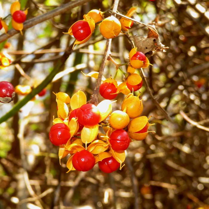 Bright red seeds with yellow pods