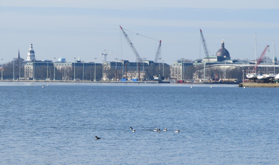 Historic Annapolis and the Naval Academy across the Severn River containing waterfowl