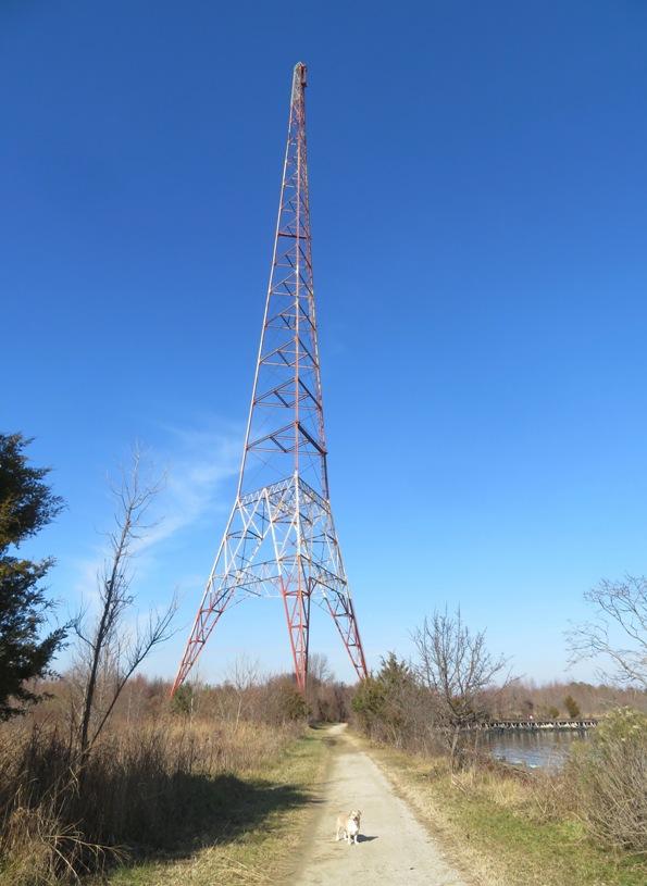 Daphne on trail with tower behind