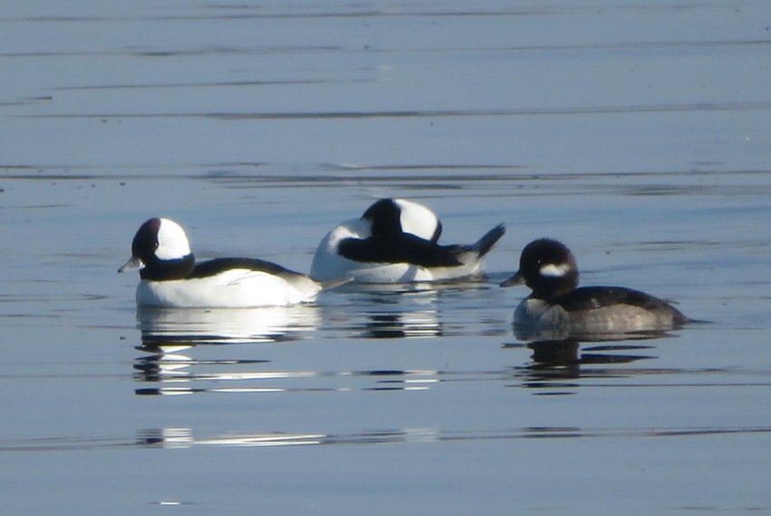 Three bufflehead ducks