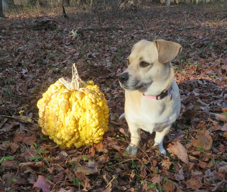 Daphne next to a yellow pumpkin