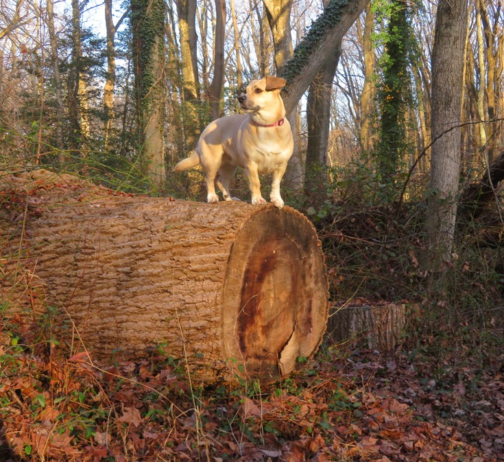 Daphne looking regal on a cut log