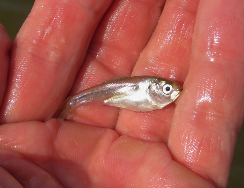 Holding fish that jumped onto SUP