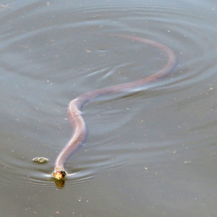 Northern water snake swimming towards me