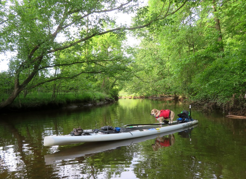 Daphne on SUP looking into the water