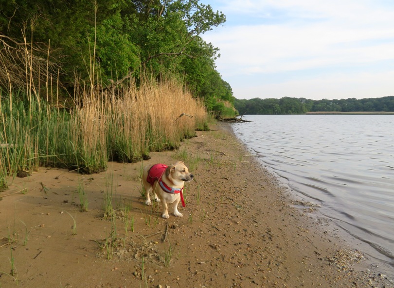 Daphne standing on the beach