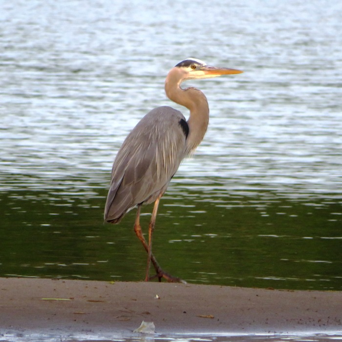 Great blue heron standing