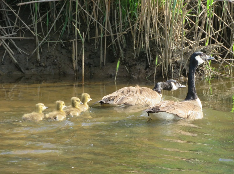 Canada geese with their young