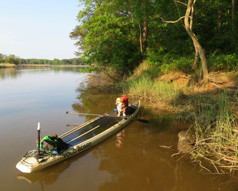 Daphne on SUP at wooded shore