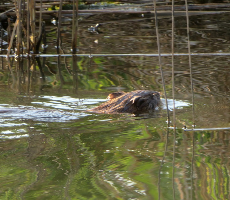 Muskrat swimming away