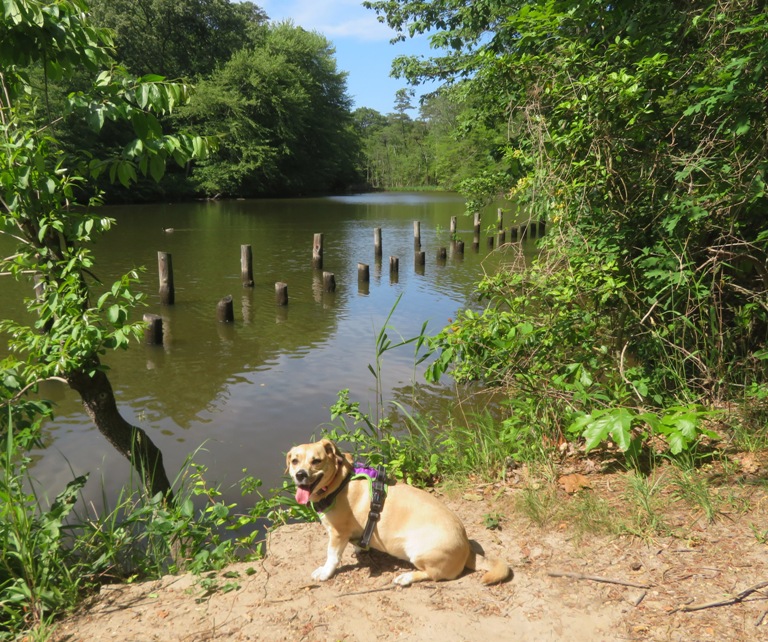 Daphne by the water