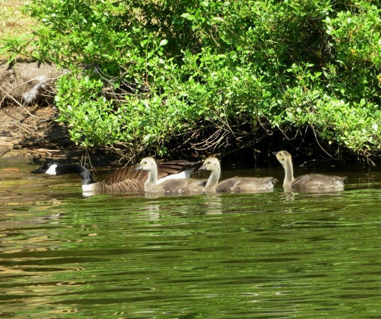 Juvenile Canada geese