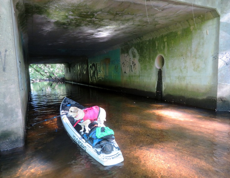 Daphne on SUP under Catherine Avenue