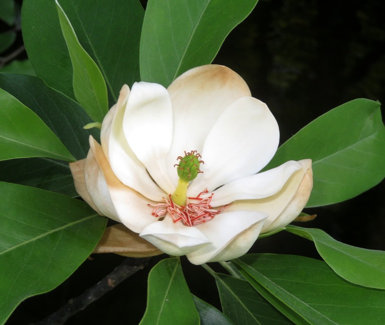 Fragrant sweetbay magnolia flower