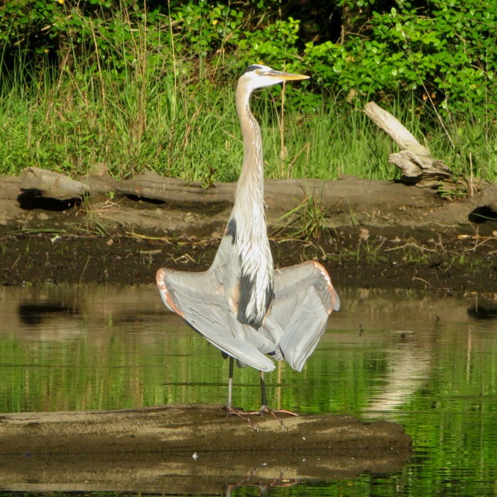 Great blue heron standing with shoulders stretches but wings tucked