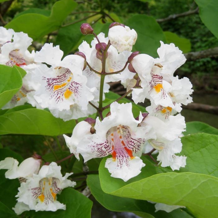 Catalpa flowers