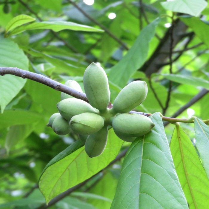 Paw paw fruit in tree