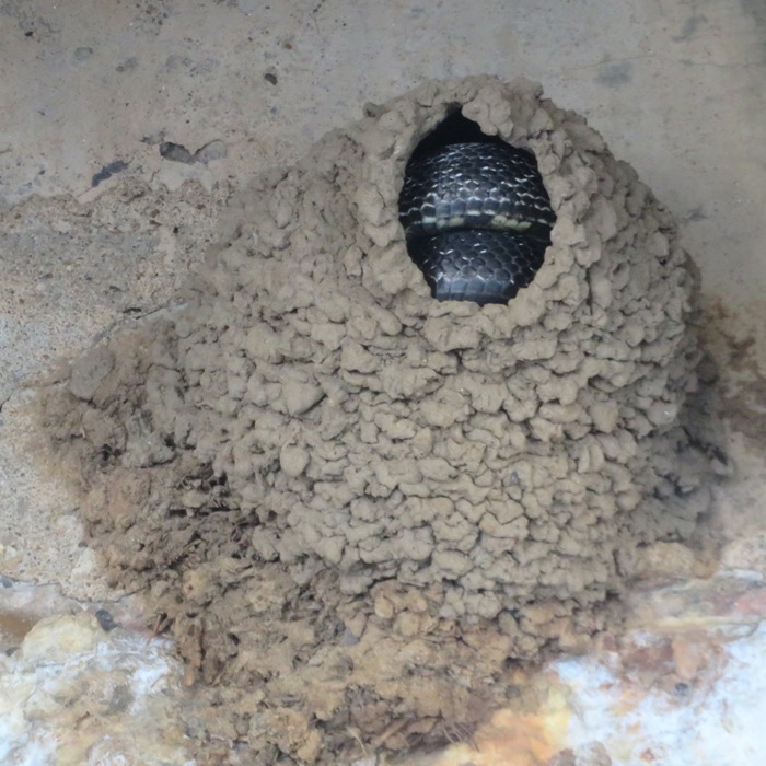 Snake in barn swallow nest