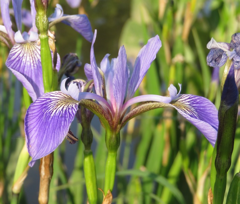 Purple iris flowers in Kenilworth Marsh