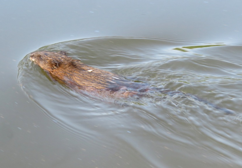 Swimming muskrat