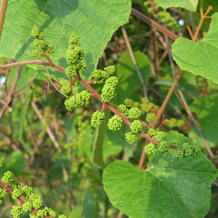 Wild grapes