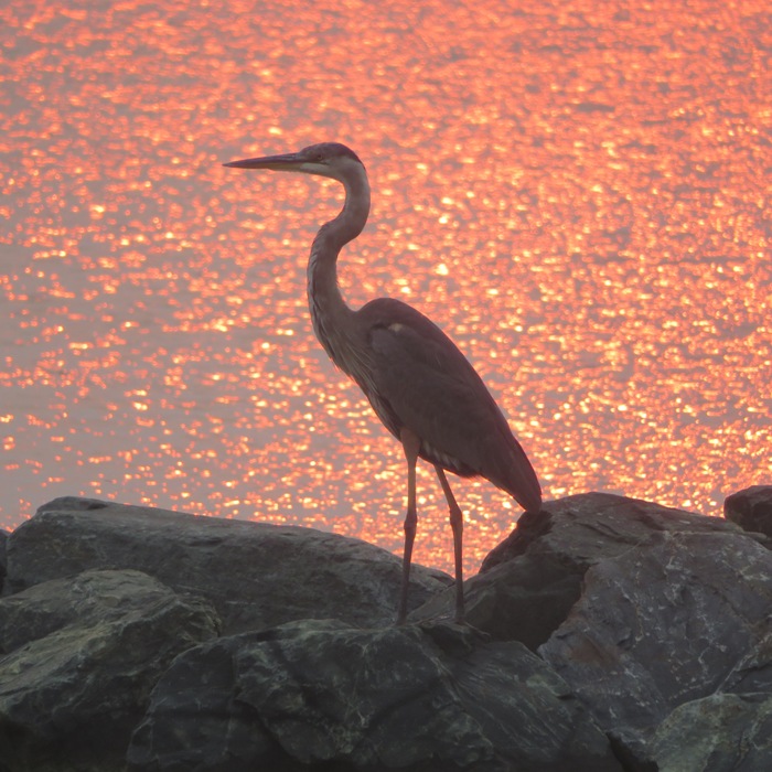 Great blue heron on rocks