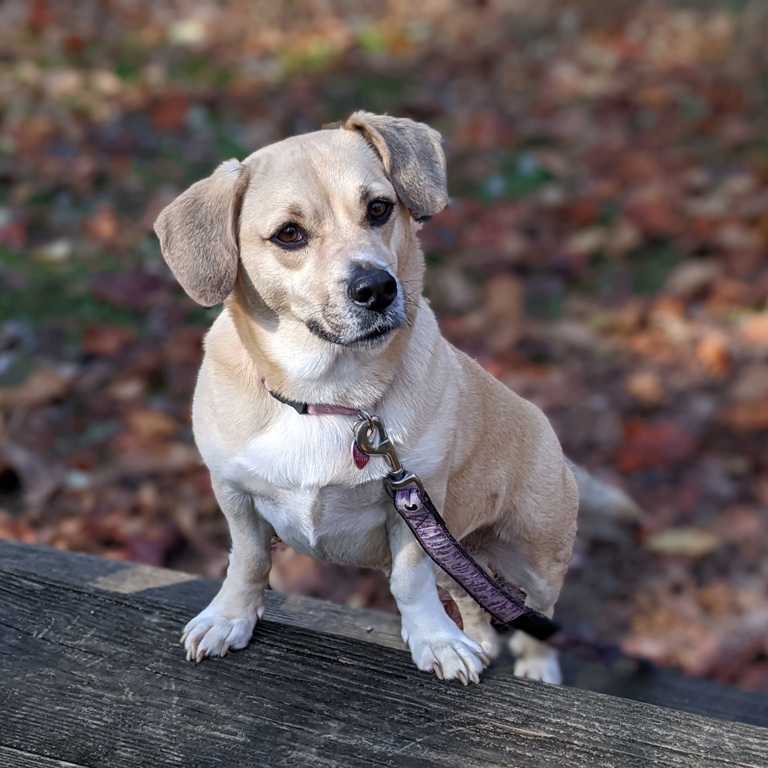 Daphne looking cute