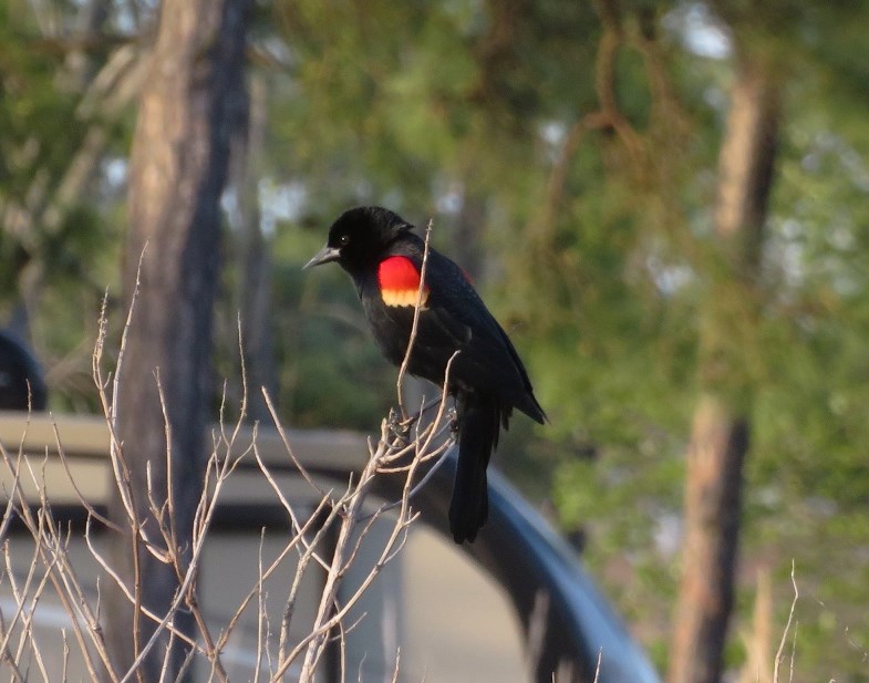 Red-winged blackbird