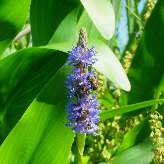 Purple pickerelweed flower with honeybee