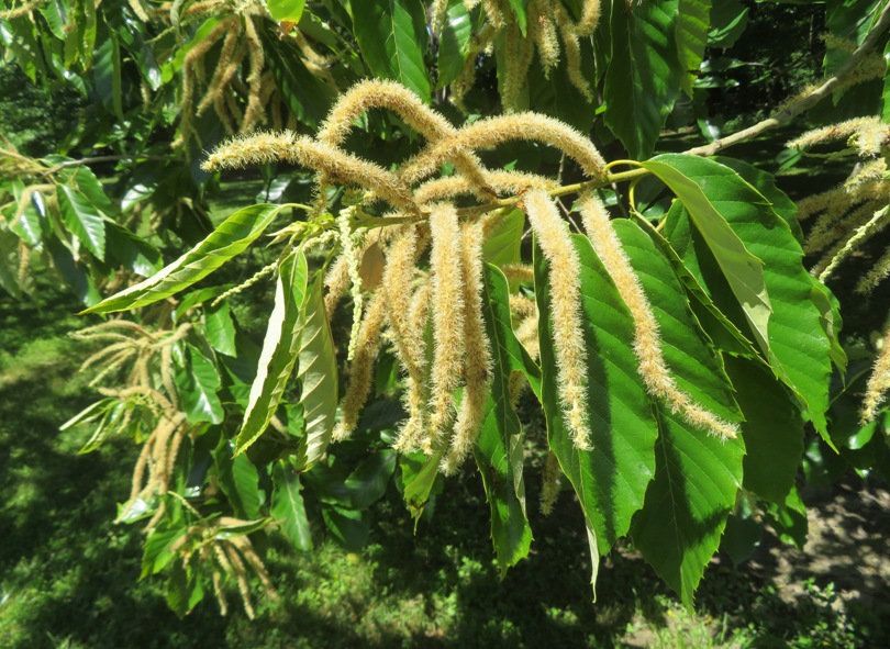 Catkins on chestnut tree