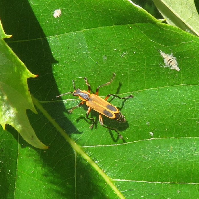 Soldier beetle