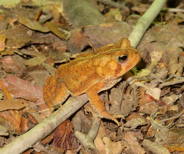 American toad