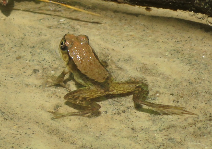 Frog in creek