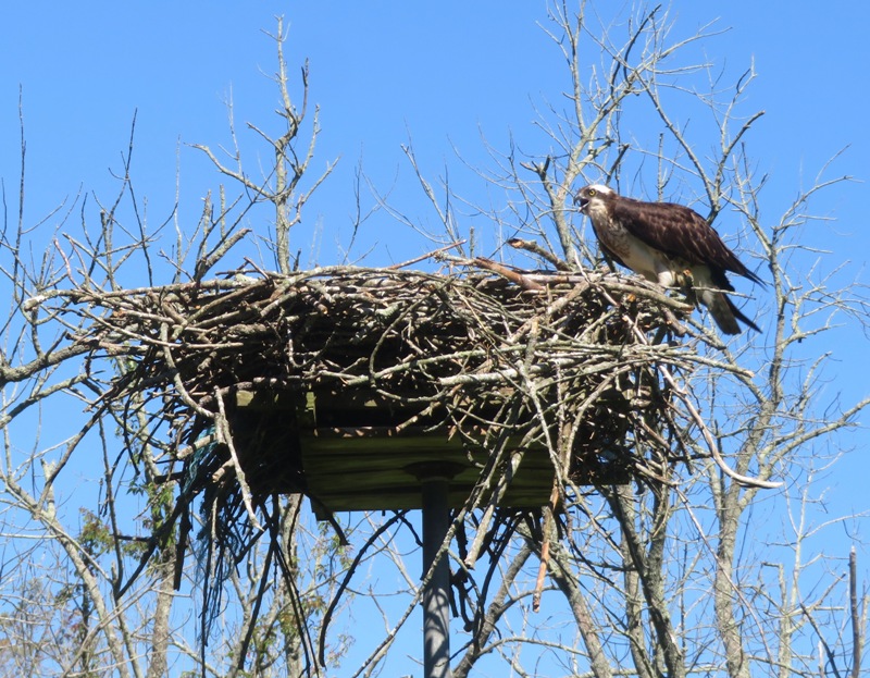 Osprey at nest