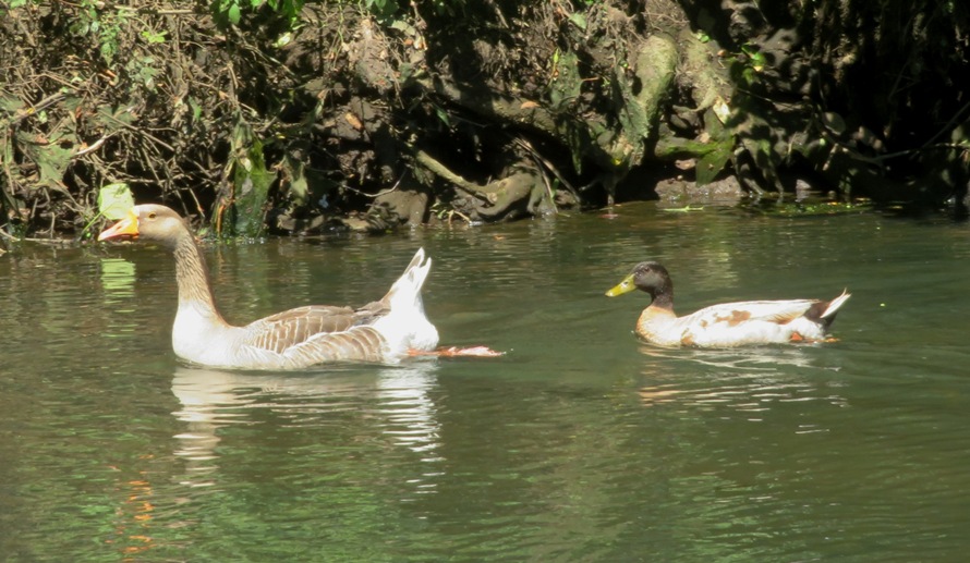 Goose and mallard duck