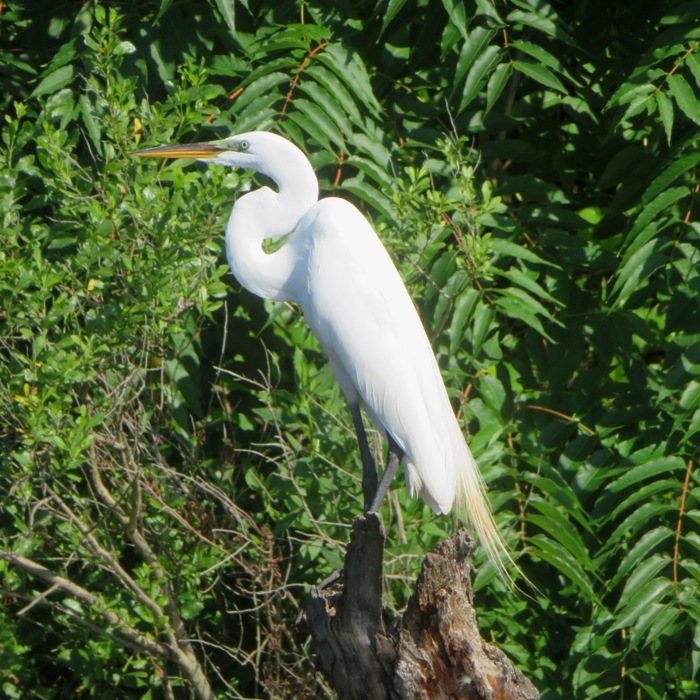 Great egret standing on a log