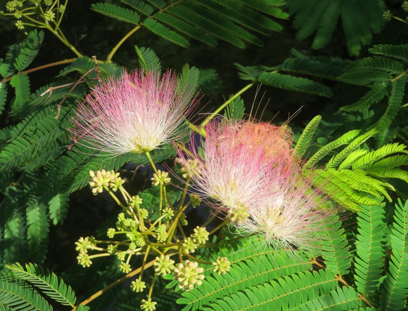 Mimosa flowers