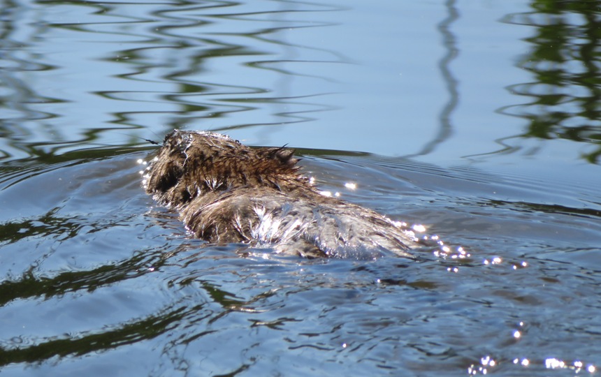 Muskrat swimming away