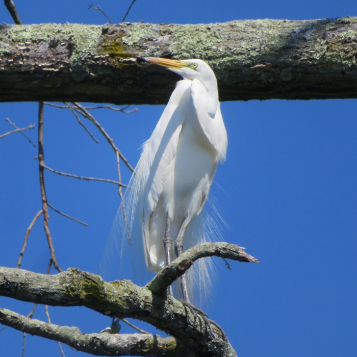 Great egret perched in a tree