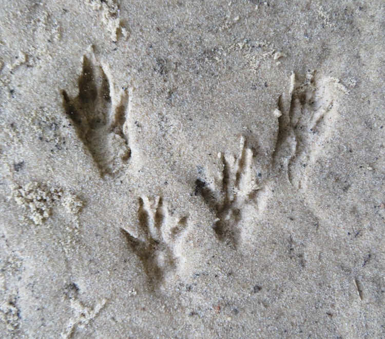 Raccoon footprints on sand