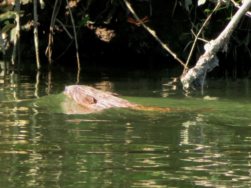 Muskrat swimming with red dragonfly