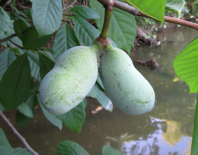 Two paw paws