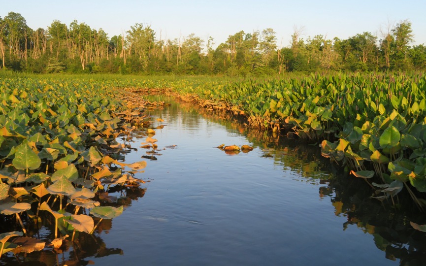 Spatterdock lined waterway