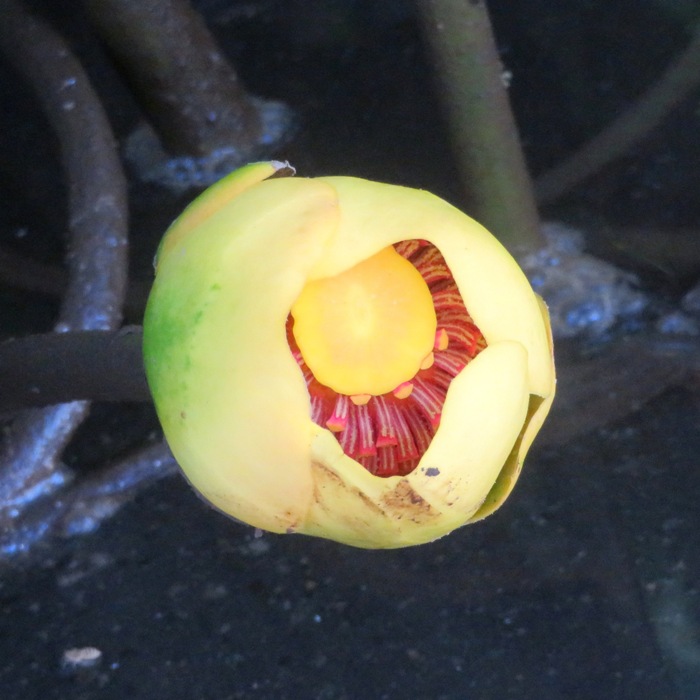 Yellow spatterdock flower