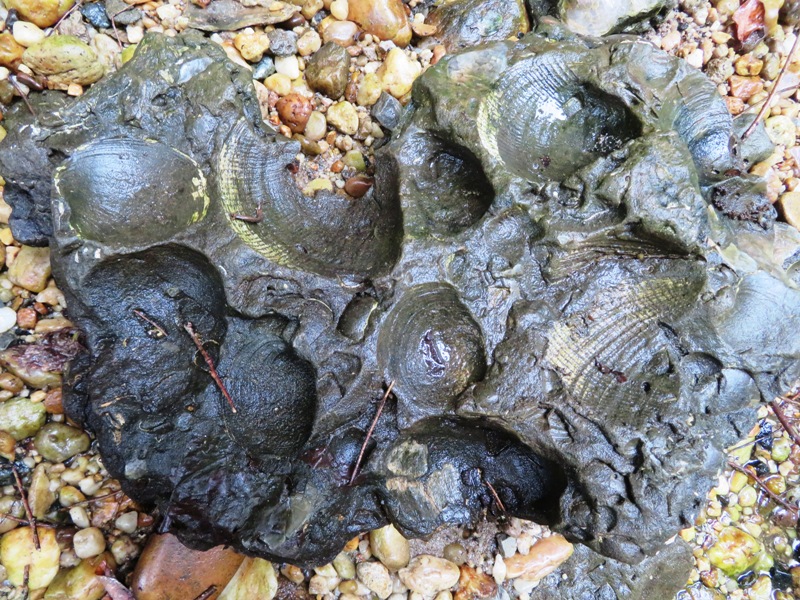 Shell impression fossil in creek