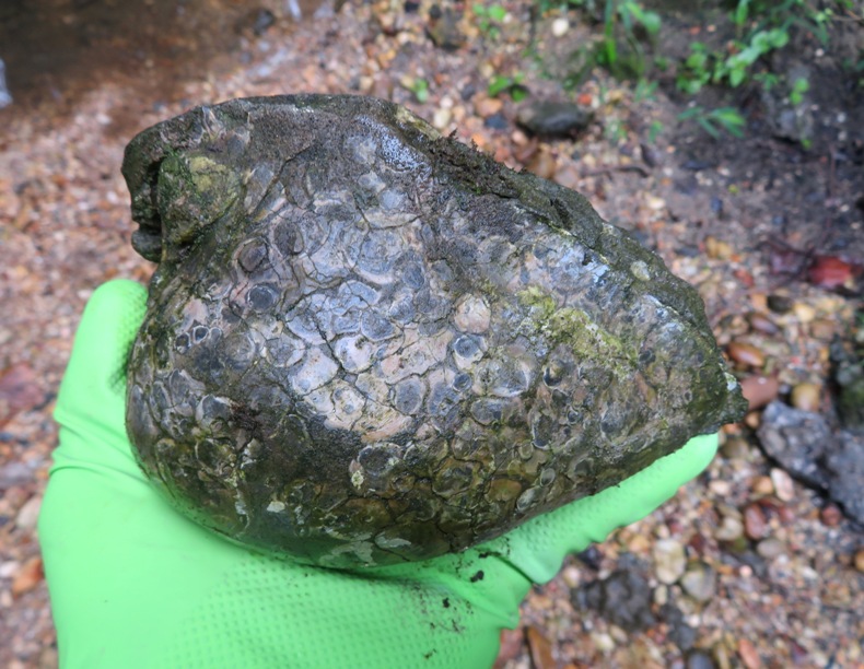 A broken-up chalky exterior on a turtle head